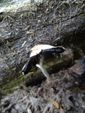 Coprinellus flocculosus image
