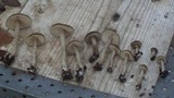 Entoloma sordidulum image