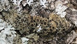 Anaptychia palmulata image