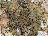 Anaptychia palmulata image