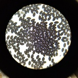 Psathyrella prona image
