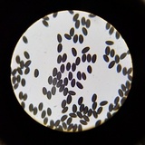 Psathyrella prona image