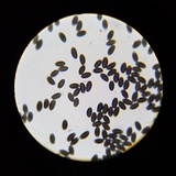 Psathyrella prona image