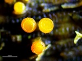 Stamnaria americana image