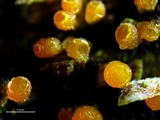 Stamnaria americana image