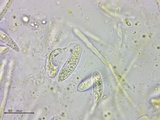 Stamnaria americana image