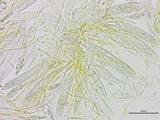 Stamnaria americana image