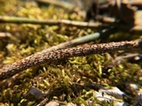 Stamnaria americana image