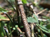 Stamnaria americana image
