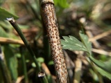 Stamnaria americana image
