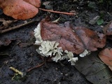 Hydnopolyporus fimbriatus image