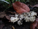 Hydnopolyporus fimbriatus image