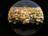 Stamnaria americana image