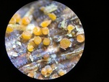 Stamnaria americana image