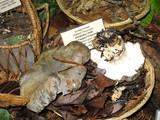 Albatrellus flettii image