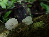 Ductifera pululahuana image