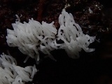 Ceratiomyxa fruticulosa var. fruticulosa image