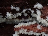 Ceratiomyxa fruticulosa var. fruticulosa image