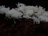 Ceratiomyxa fruticulosa var. fruticulosa image