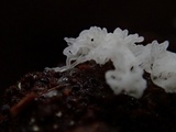 Ceratiomyxa fruticulosa var. fruticulosa image