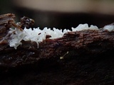 Ceratiomyxa fruticulosa var. fruticulosa image