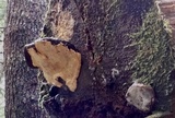 Fomitopsis mounceae image
