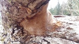 Fomitiporia tsugina image