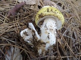 Amanita vernicoccora image