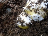 Amanita vernicoccora image