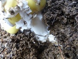 Amanita vernicoccora image