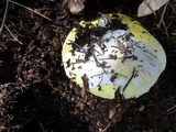 Amanita vernicoccora image