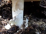 Amanita vernicoccora image