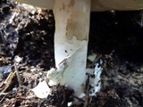 Amanita vernicoccora image