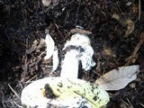 Amanita vernicoccora image
