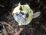 Amanita vernicoccora image