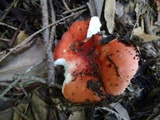 Russula cremoricolor image