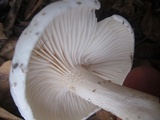 Hygrophorus eburneus image