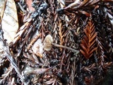 Gymnopus villosipes image