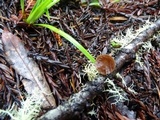 Gymnopus villosipes image