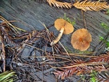 Cortinarius californicus image