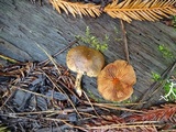 Cortinarius californicus image