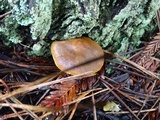Cortinarius californicus image