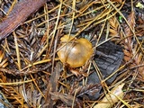 Cortinarius californicus image