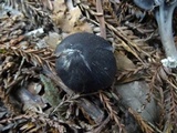 Leptonia cyanea image