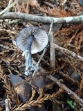 Leptonia cyanea image