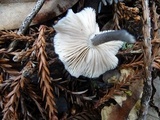 Leptonia cyanea image