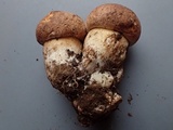 Boletus rex-veris image
