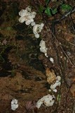 Entoloma abortivum image