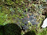 Collema tenax var. tenax image