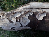 Hymenochaete corrugata image